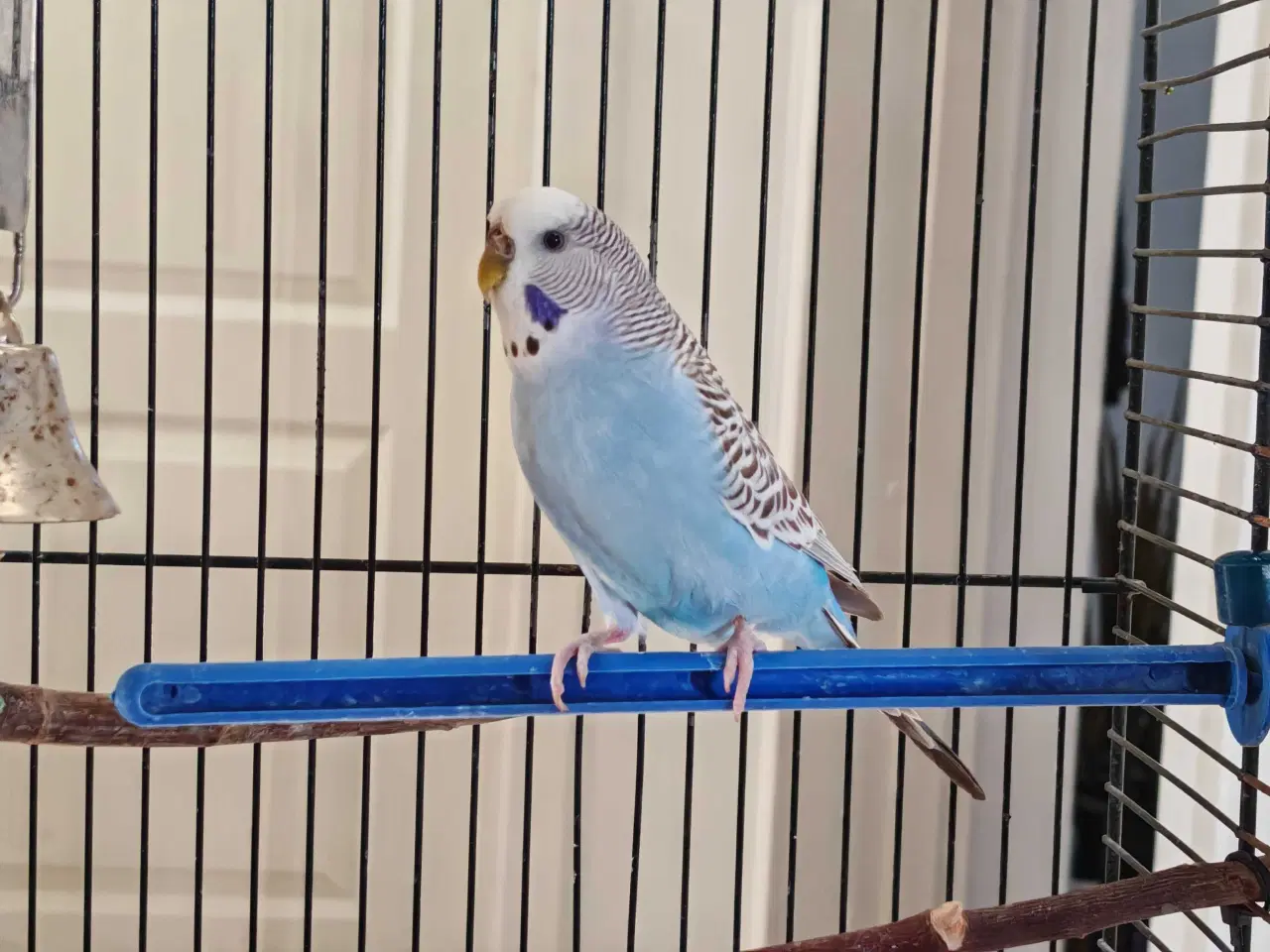 Billede 3 - 2 søde undulater (han) 