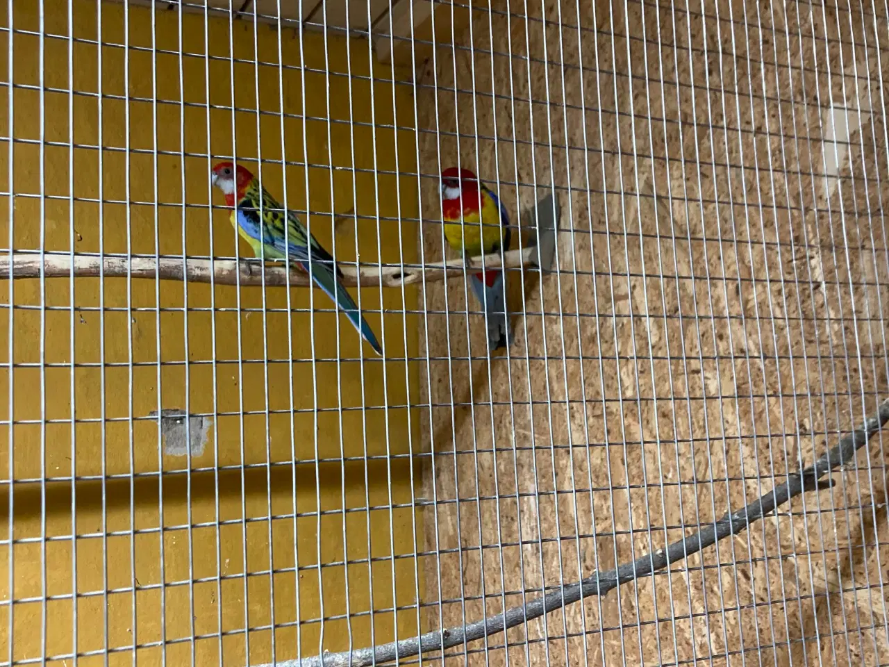 Billede 3 - Et par alm Rosellaer 450kr par