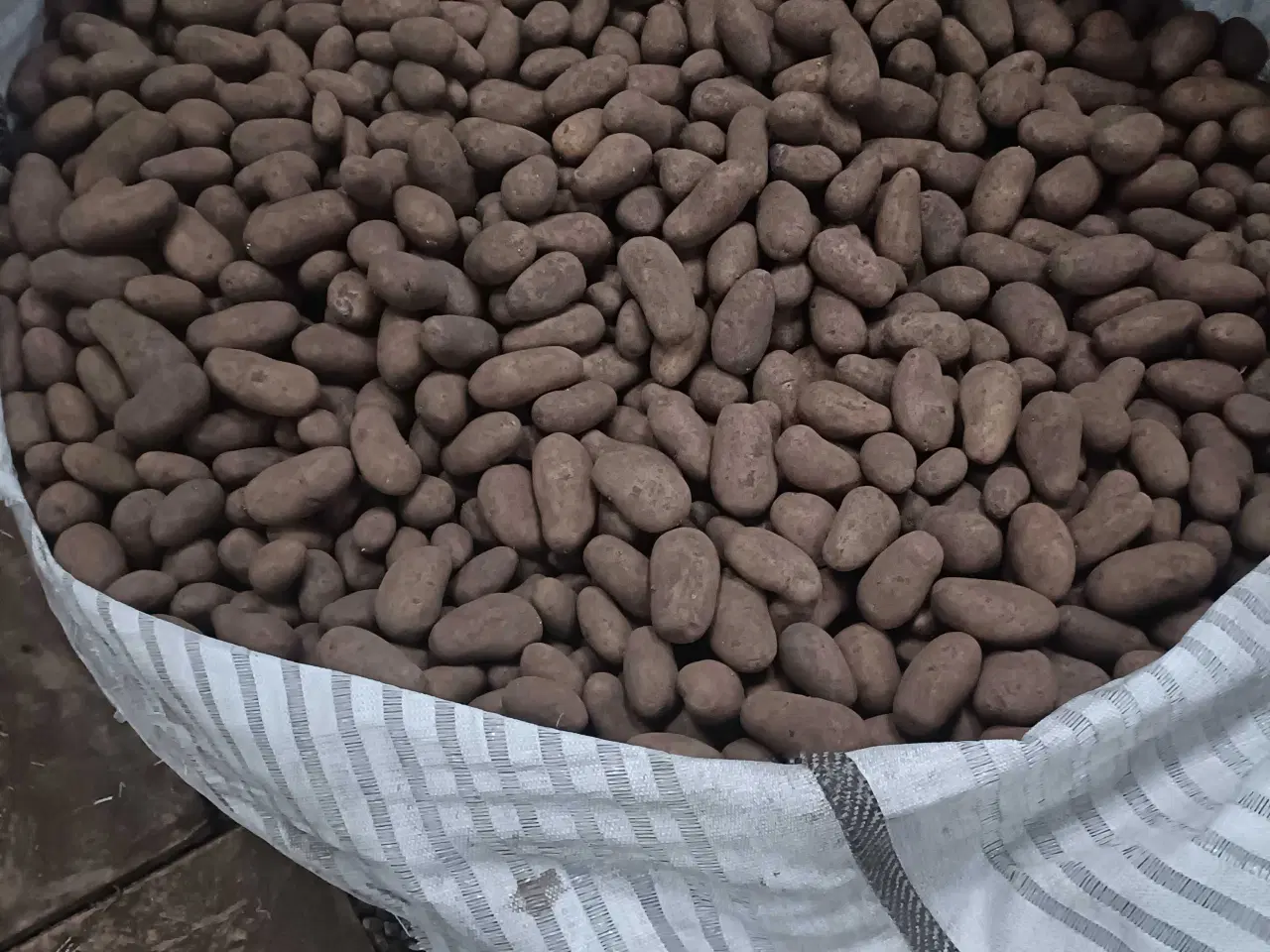 Billede 1 - Allians lægge kartofler certificerede