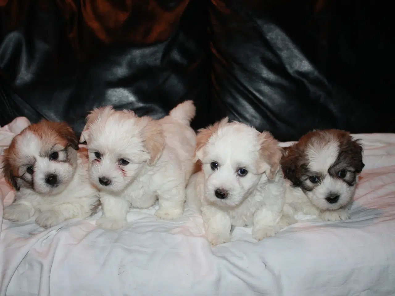 Billede 1 - Legesyge raceægte Coton de Tulear hvalpe