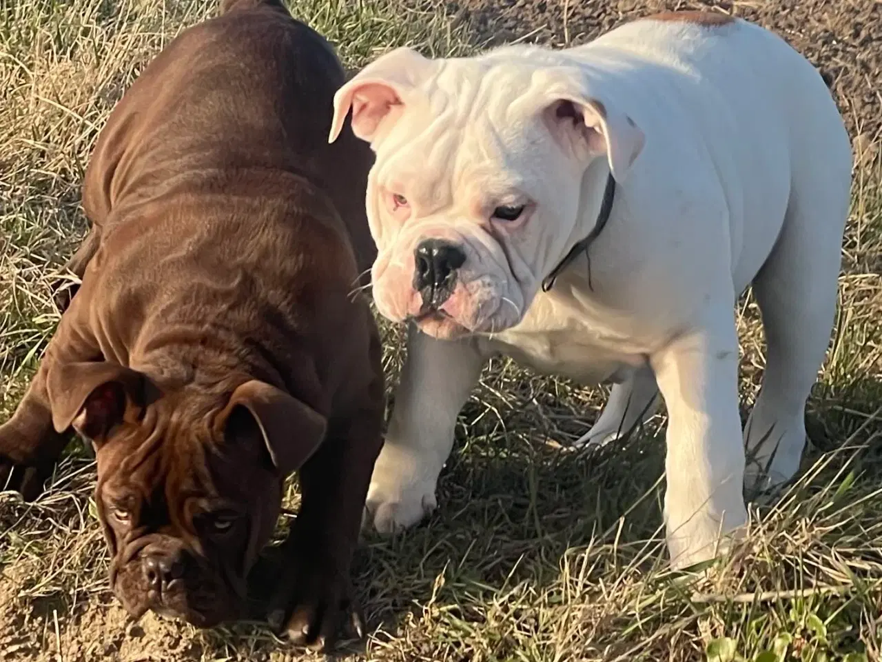 Billede 13 - Olde English bulldog 6 mdr