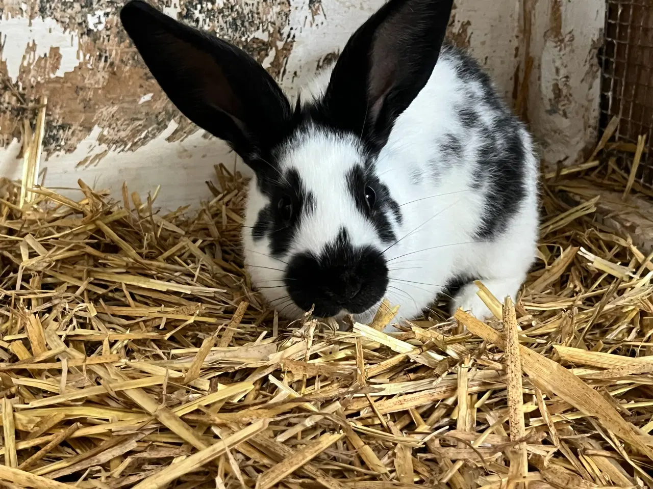 Billede 1 - Tysk kæmpe scheke unger