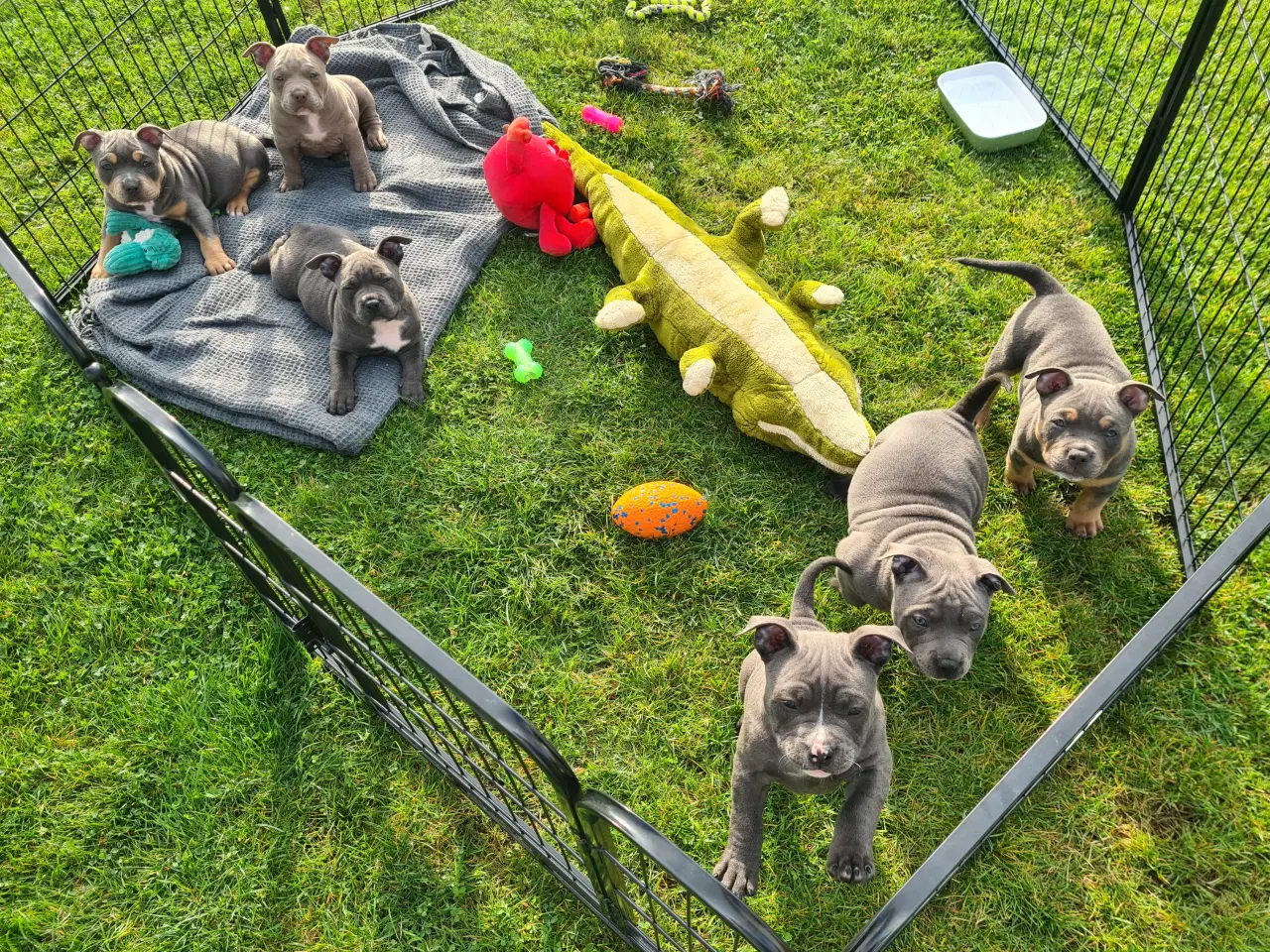 Billede 5 - American Bully Pocket -  lilla pige :-)