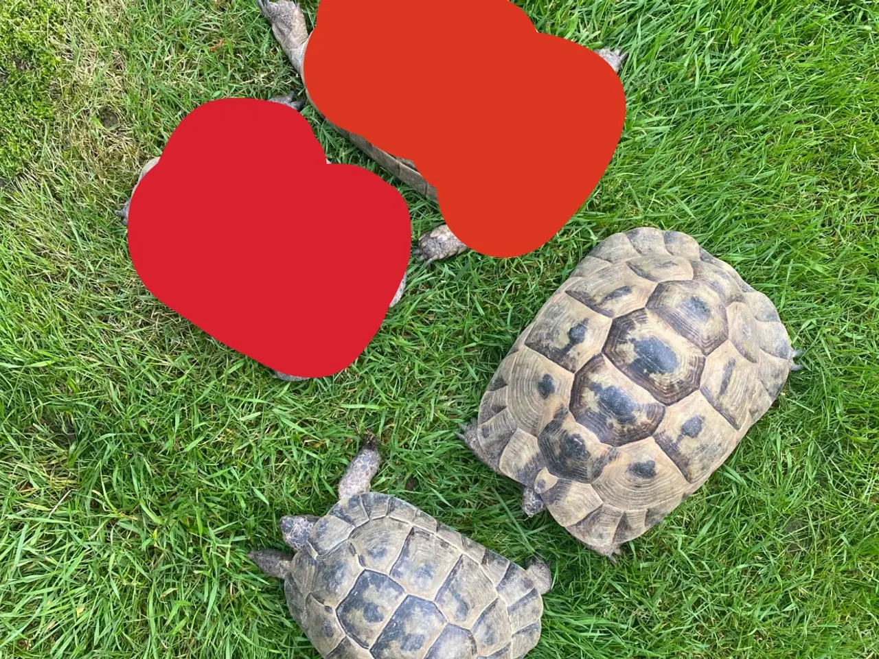 Billede 1 - Skildpadde 2 store mauriske hunner