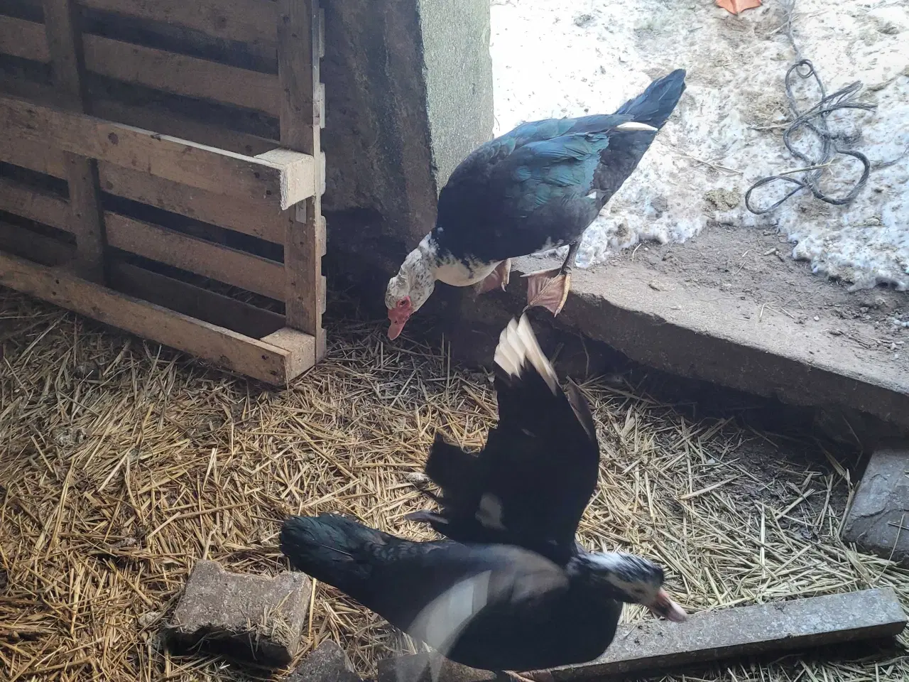 Billede 2 - Moskusænder