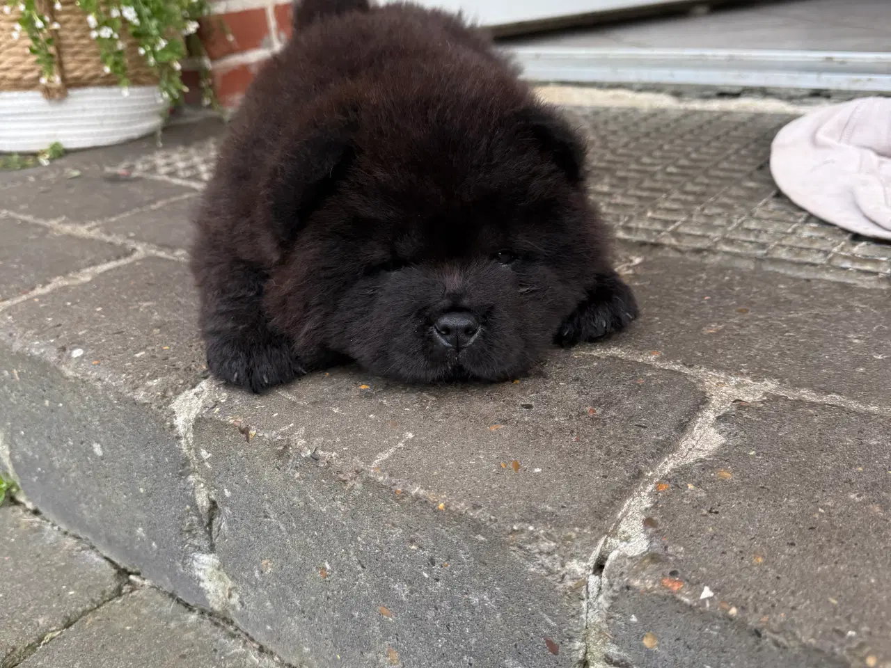 Billede 8 - Chow Chow hvalpe