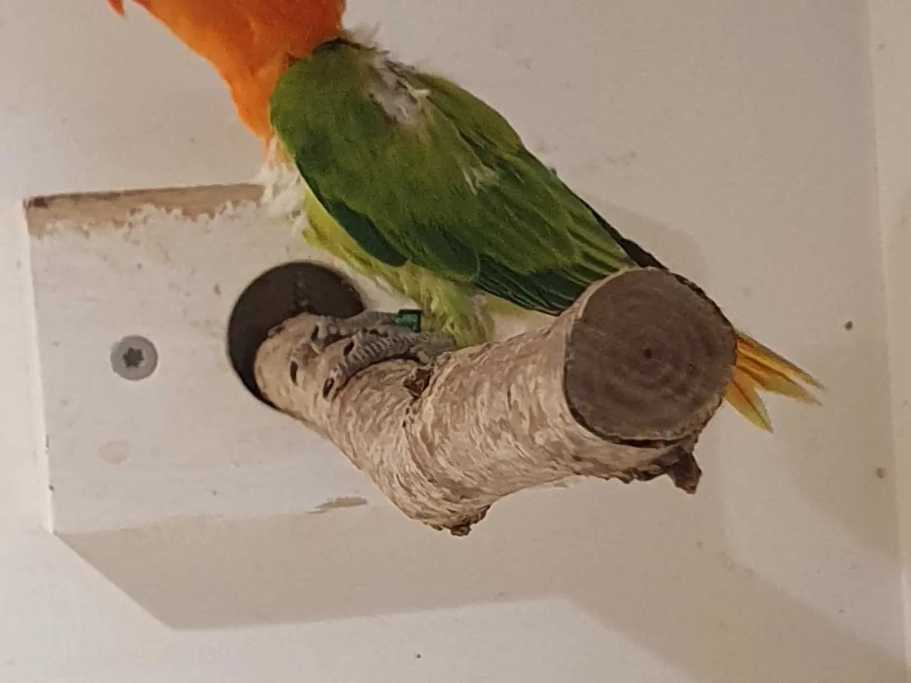 Billede 4 - Dværgpapegøje Grøn Opaline 