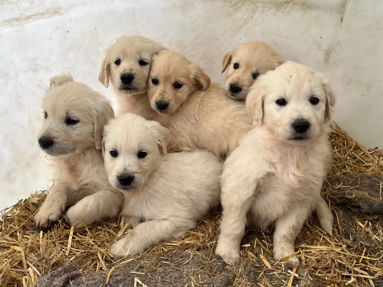 Billede 1 - 7 Golden retriever hvalpe sælges