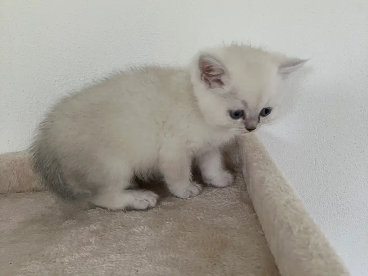 Billede 6 - Perser / British Shorthair