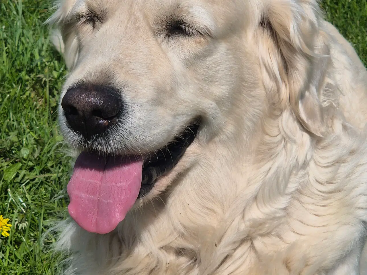 Billede 4 - Golden retriever 