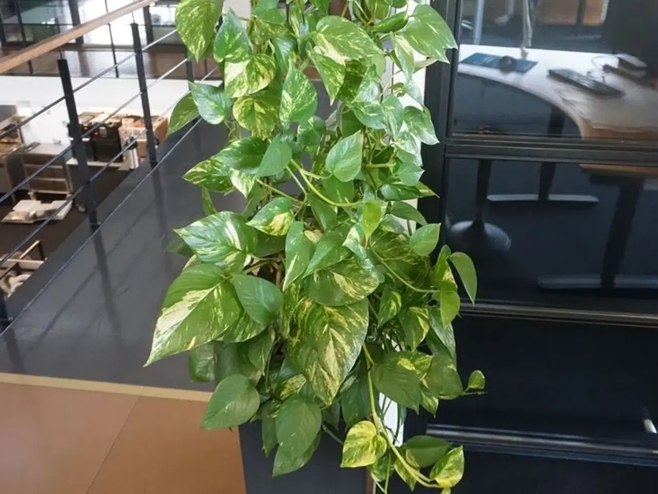 Billede 2 - 2 stk. planter