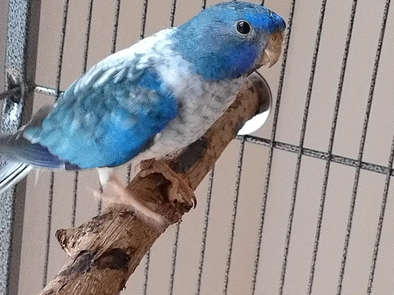 Billede 2 - Sød papagoje søger nyt hjæm 