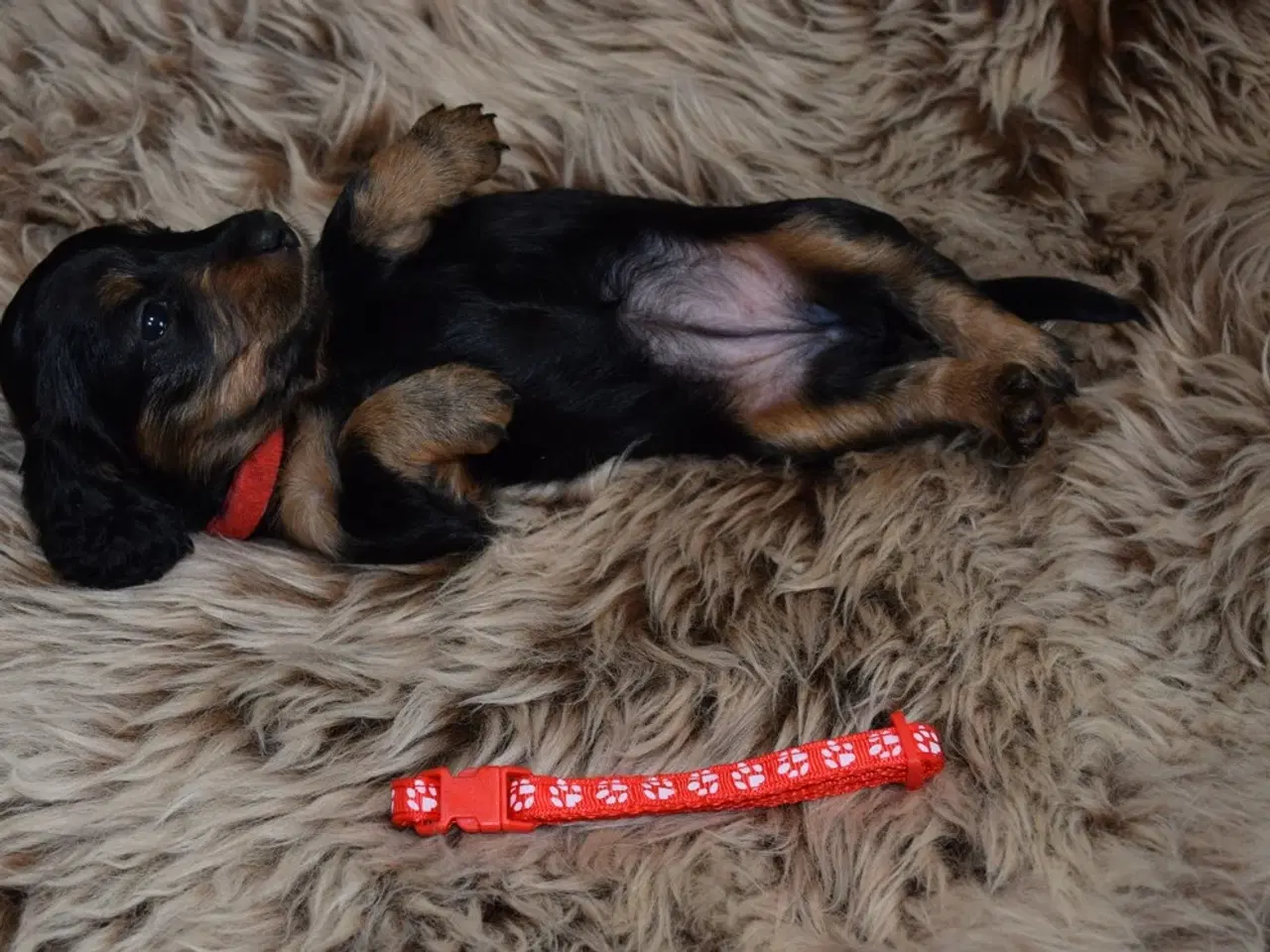 Billede 2 - Langhåret miniature gravhunde