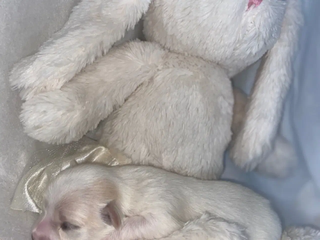 Billede 2 - Coton de tulear - Bomulds bamser