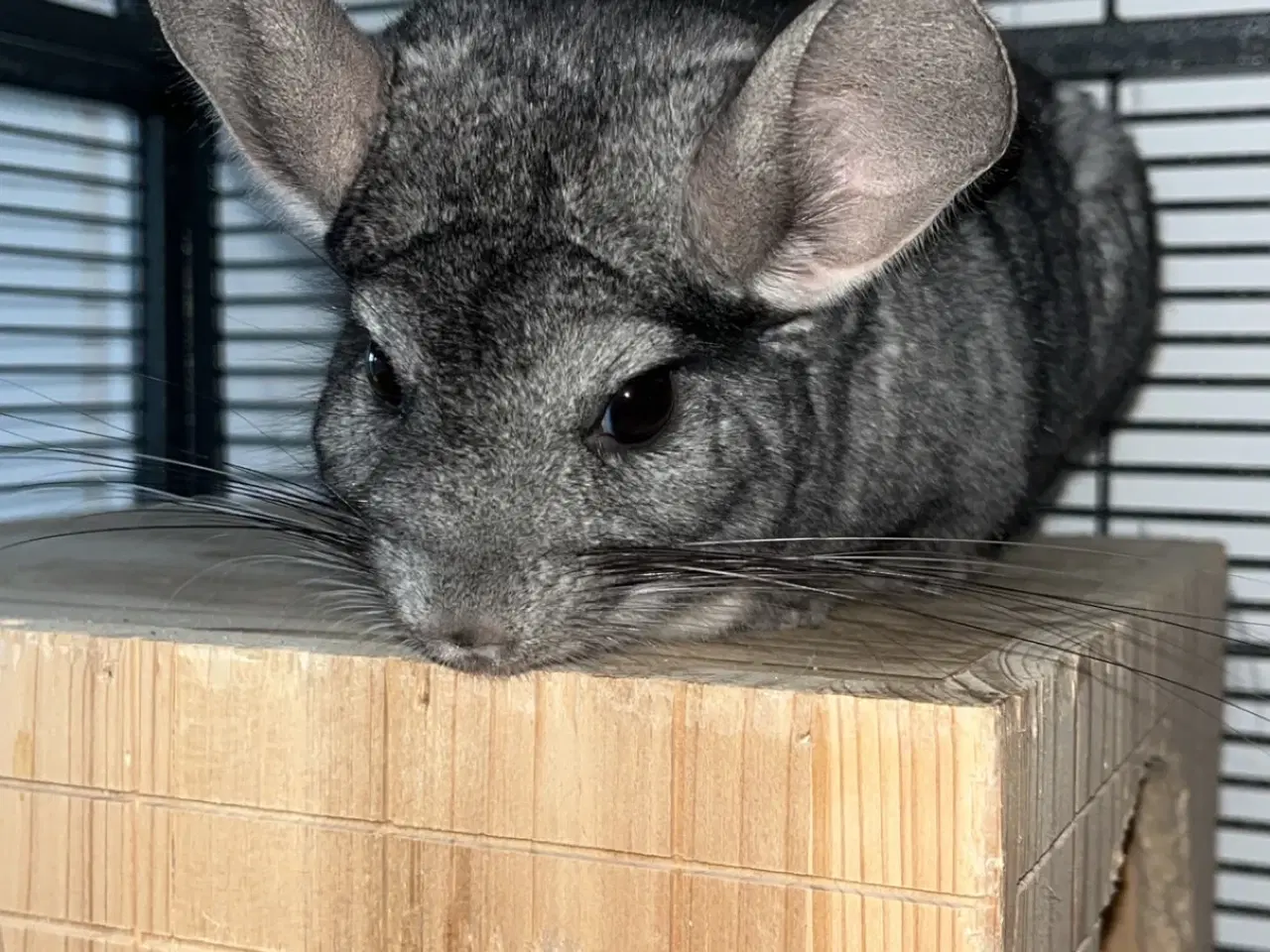 Billede 1 - Chinchilla 