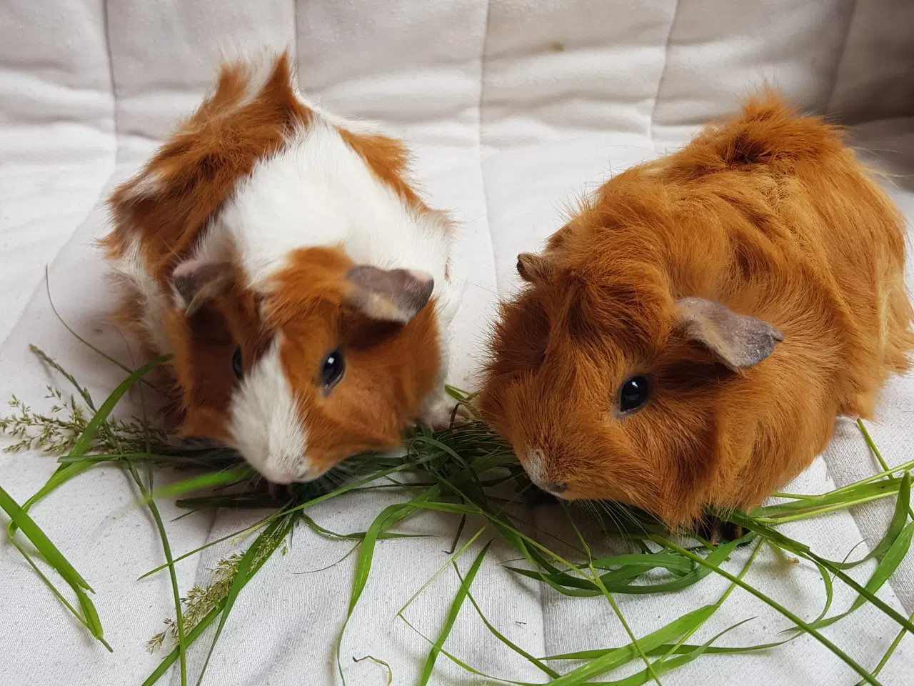 Billede 3 - To søde tamme hunmarsvin søger kærligt hjem
