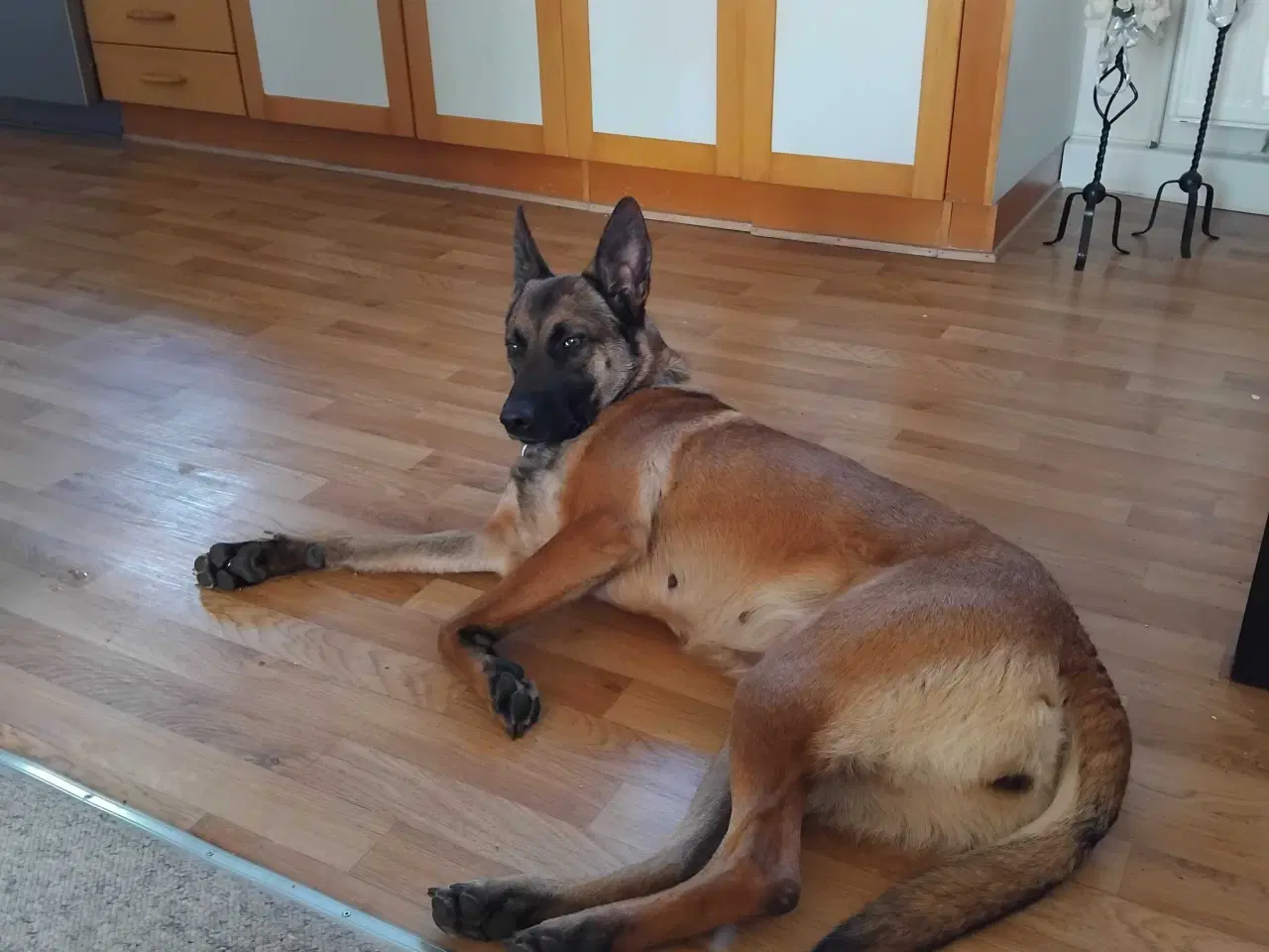 Billede 2 - Belgisk hyrdehund 