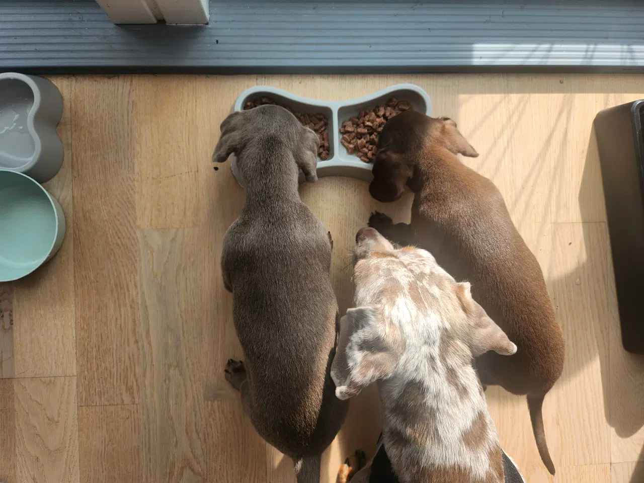 Billede 14 - Chiweenie hvalpe til salg – Chihuahua x gravehound