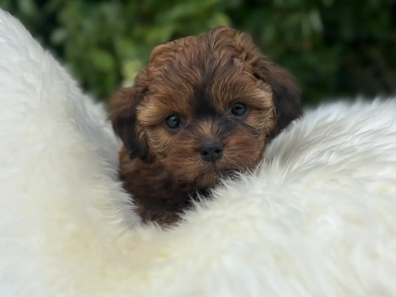 Billede 5 - Shihpoo 