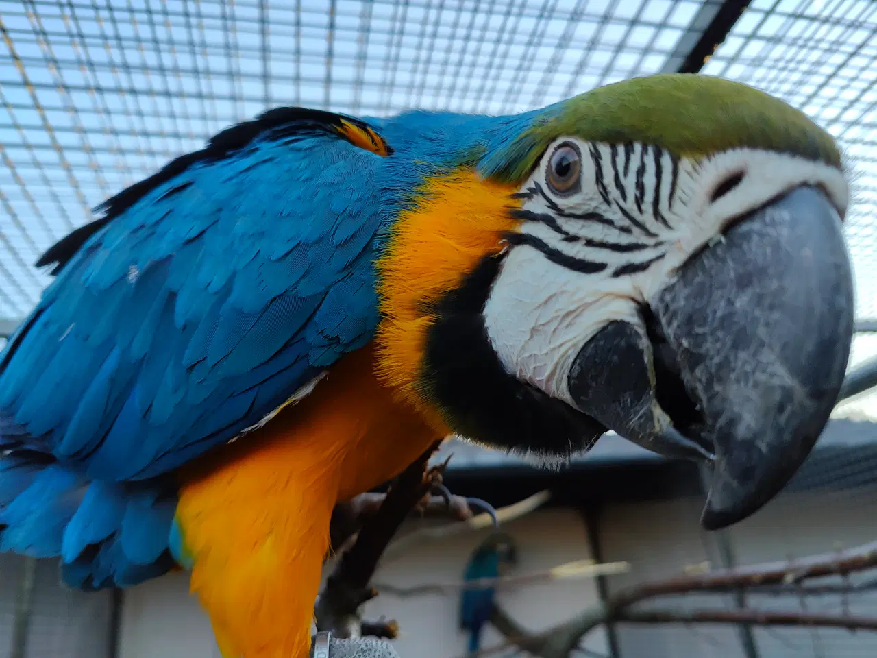 Billede 2 - Blågul ara-par