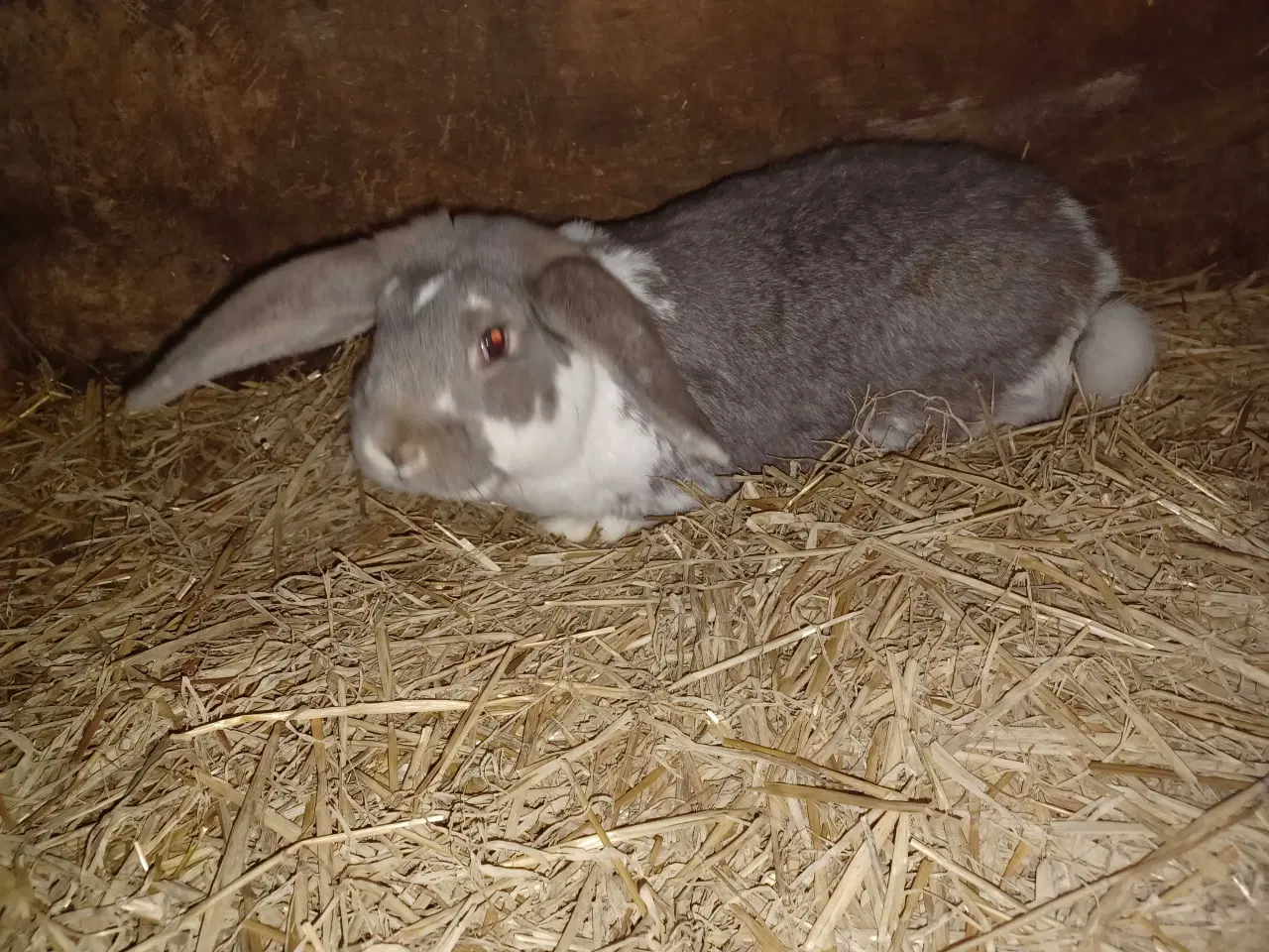 Billede 1 - Fransk vædder blandings han