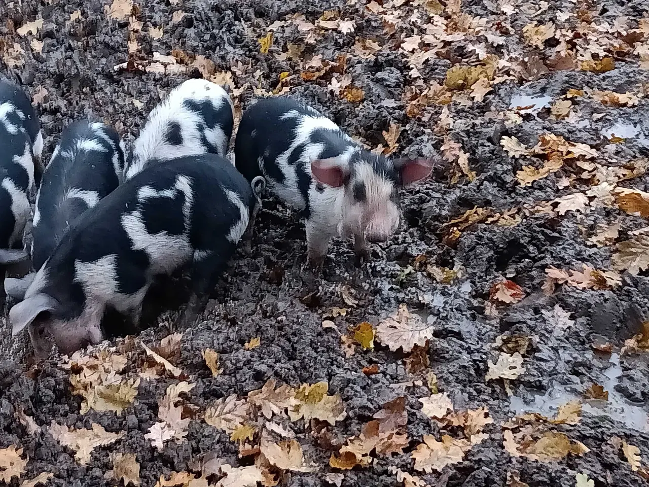 Billede 1 - Gl Dansk/Duroc smågrise