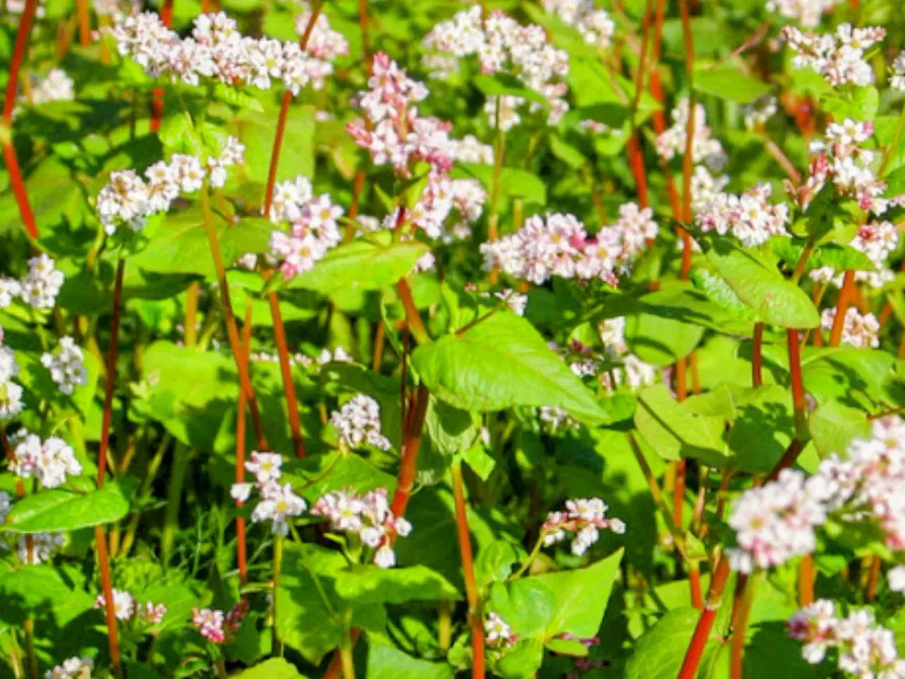 Billede 11 - PAS PÅ NATUREN med smukke blomster -så nu!