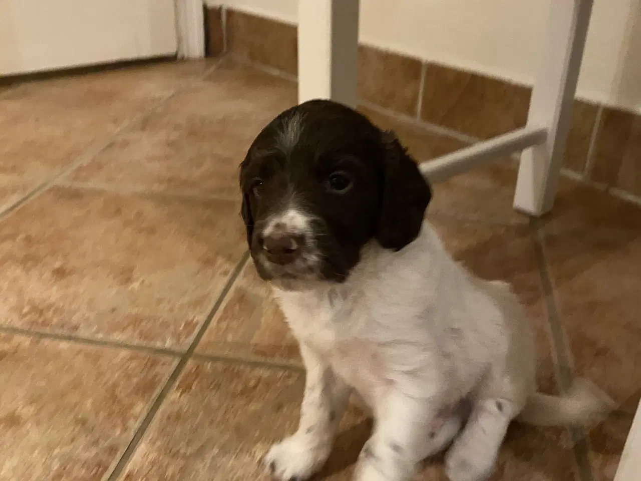 Billede 2 - Kleiner Munsterlænder - 2 hanhunde tilbage