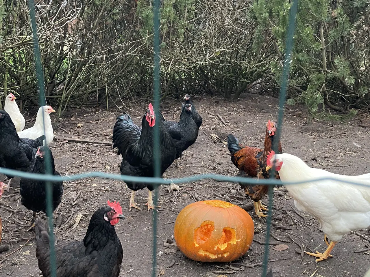 Billede 1 - Haner søger ny hønsegård