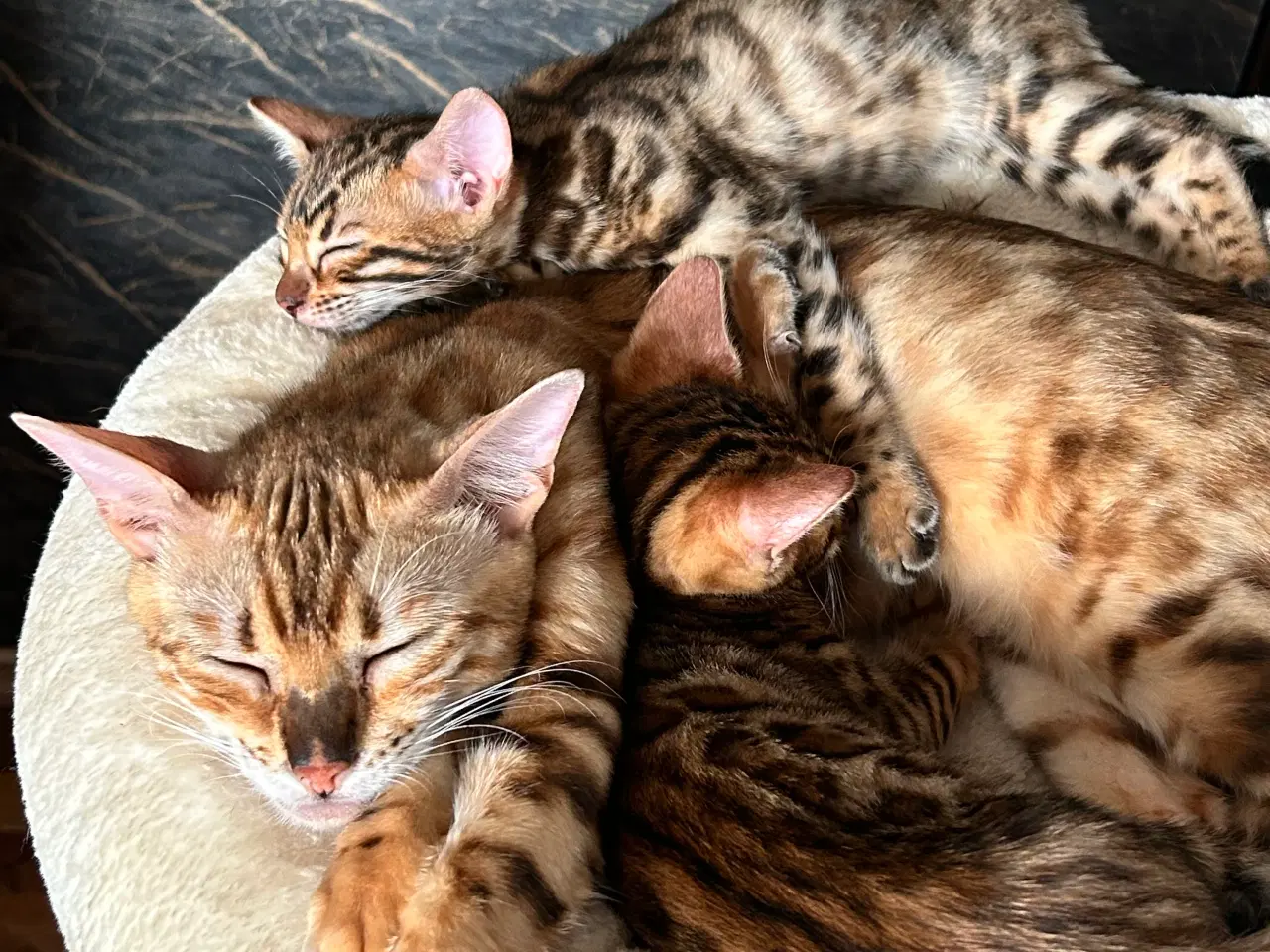 Billede 9 - Bengal Kitten 