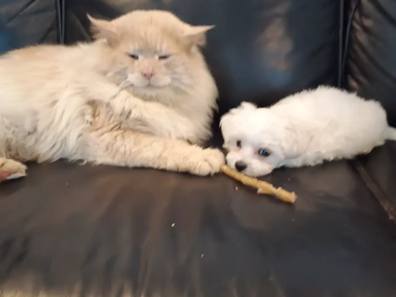 Billede 4 - Mini/micro malteser