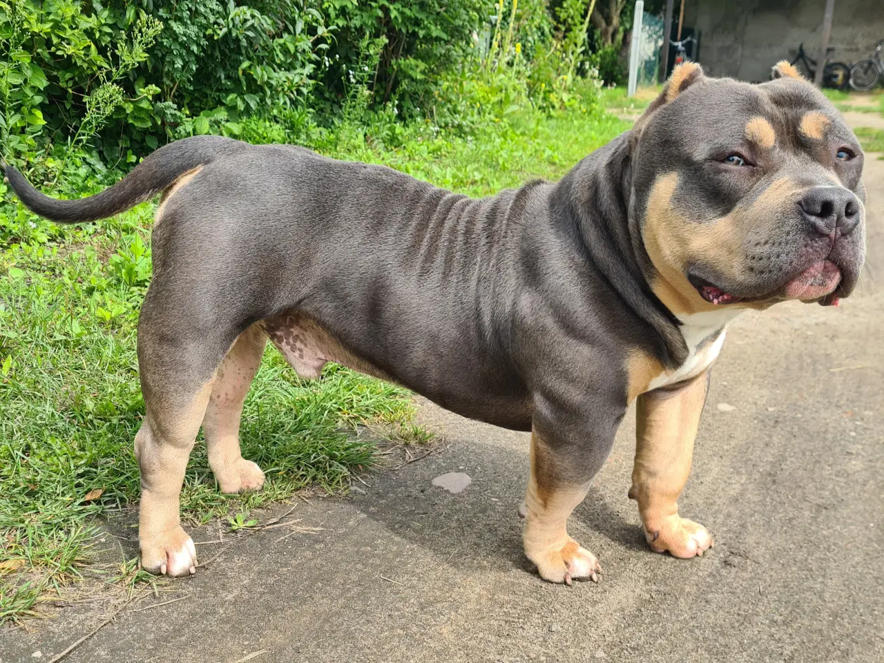 Billede 3 - American Bully Pocket 