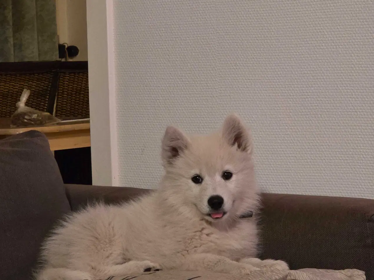 Billede 6 - Samojed/japansk spids blanding 