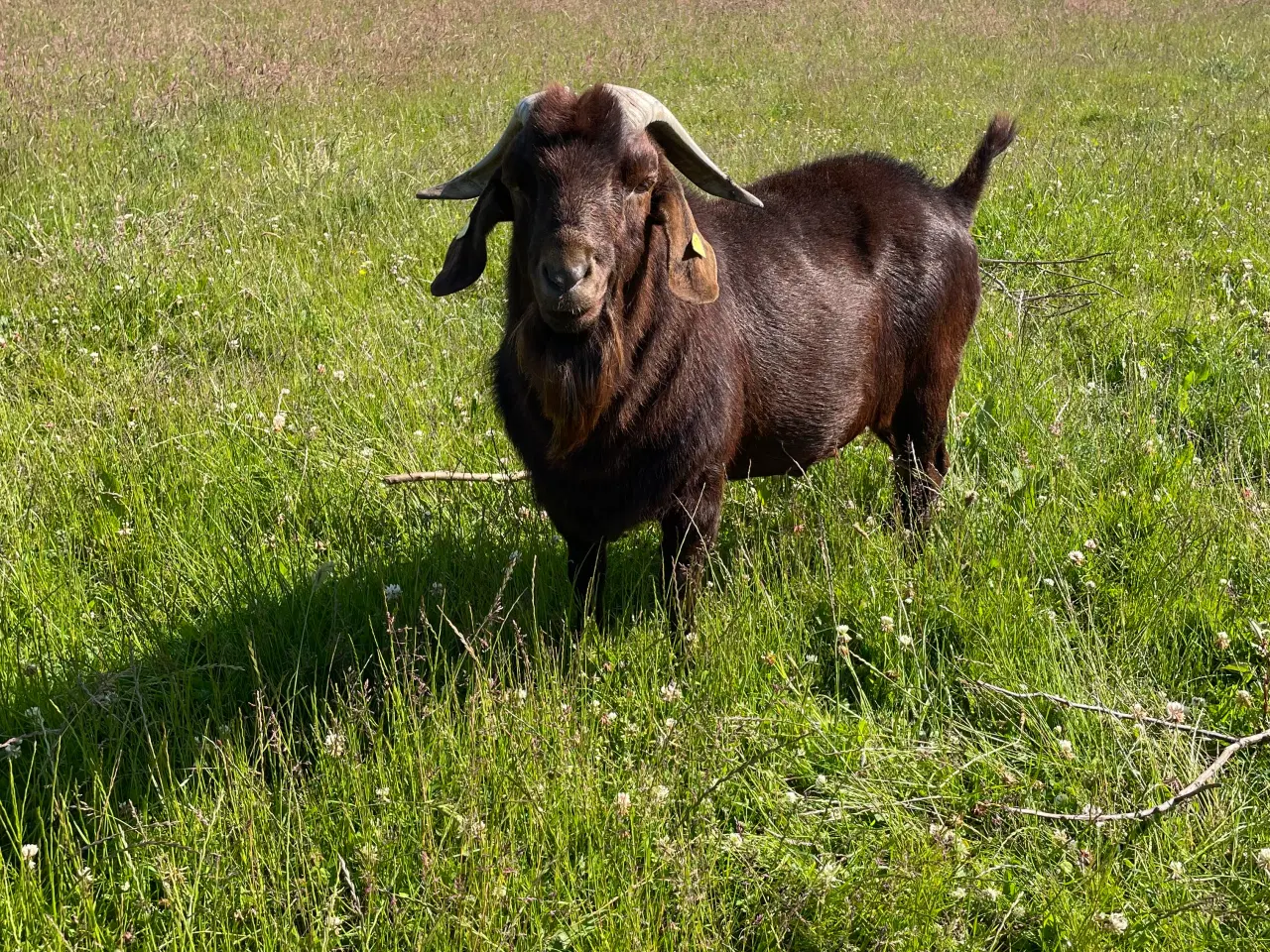 Billede 1 - Udlejning af boerbuk