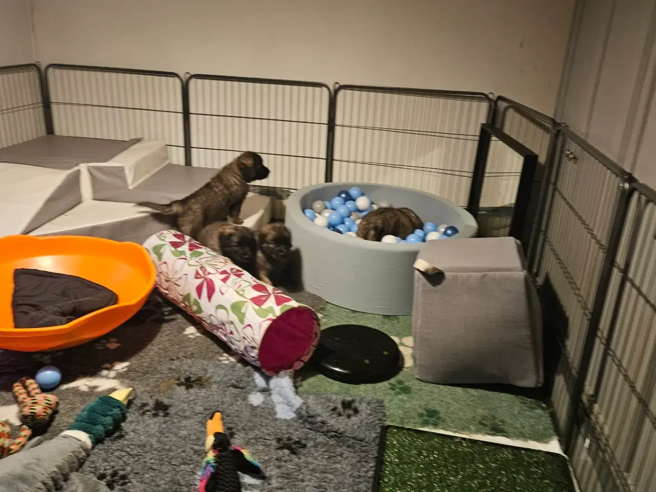 Billede 2 - lækre Leonberger hvalpe