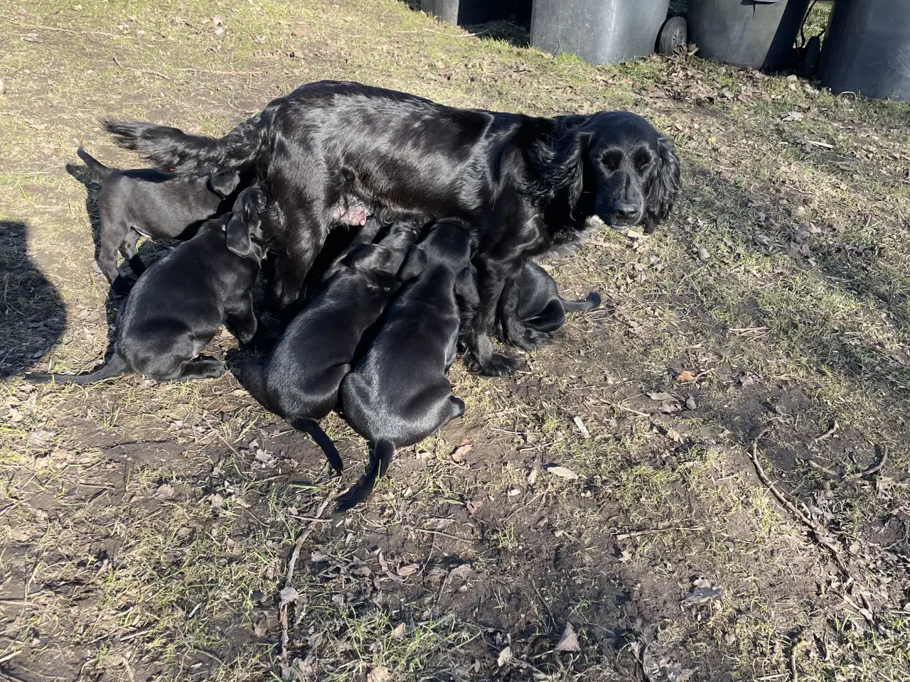 Billede 4 - Labrador / Cokkerspaniel blanding