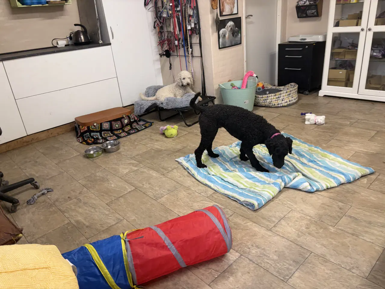 Billede 7 - 2 mellem puddel piger 