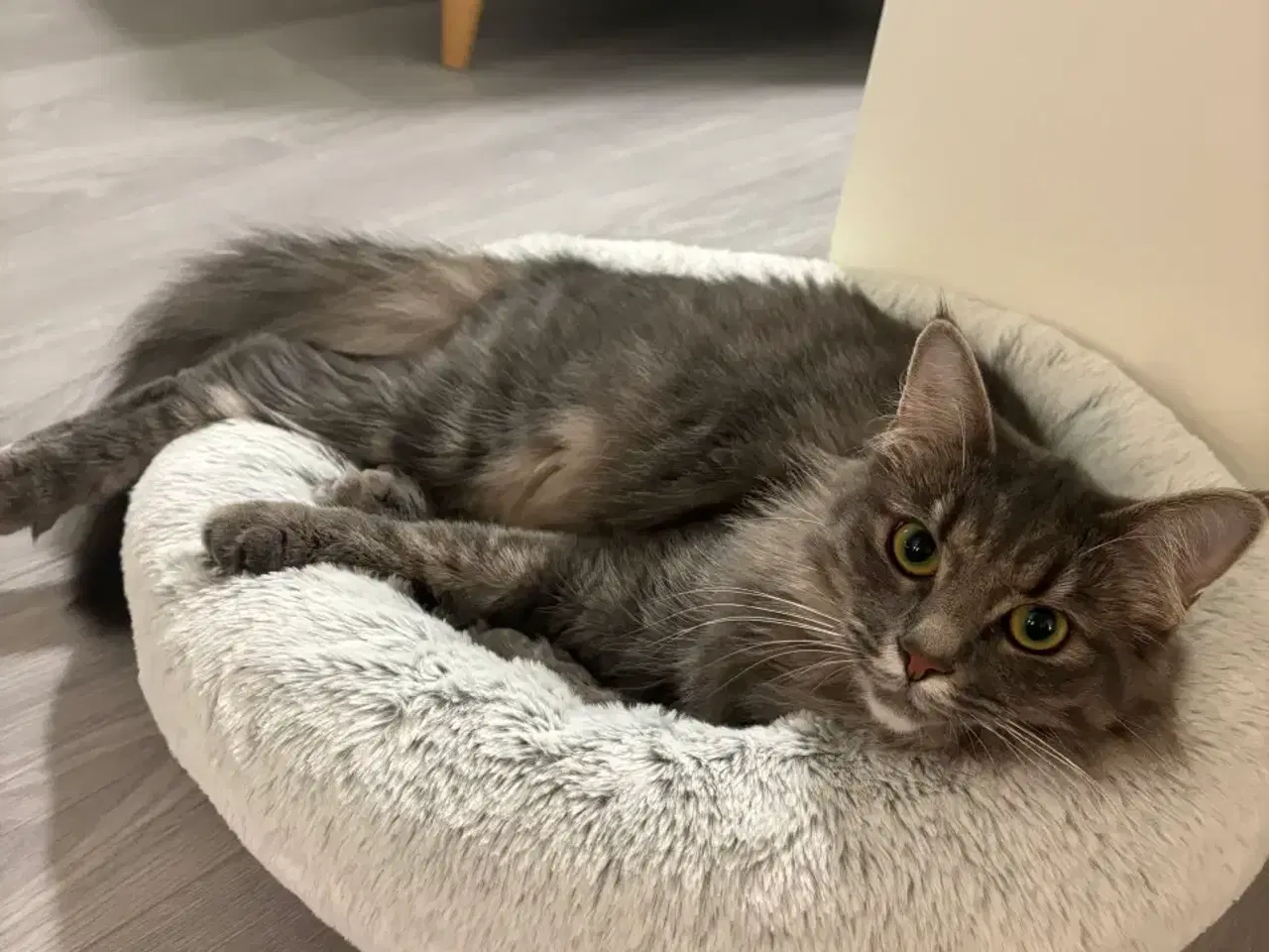 Billede 14 - Frida og Findus søger nyt hjem