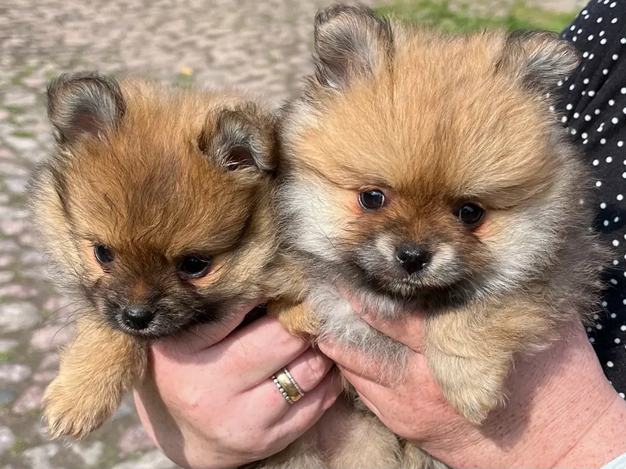 Billede 2 - Pomeranian blandings hvalpe