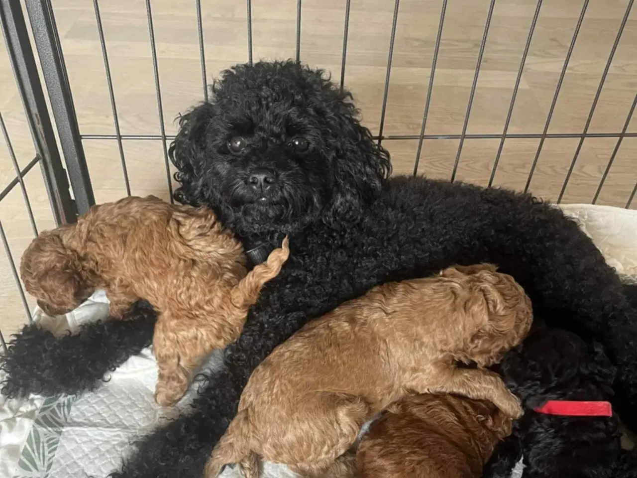Billede 2 - Hund Cavapoo 