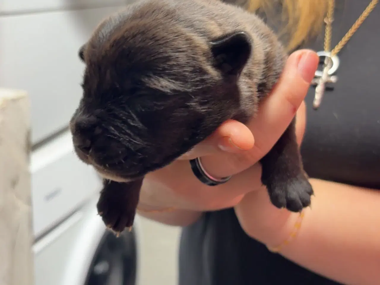 Billede 7 - Skønne hvalpe 