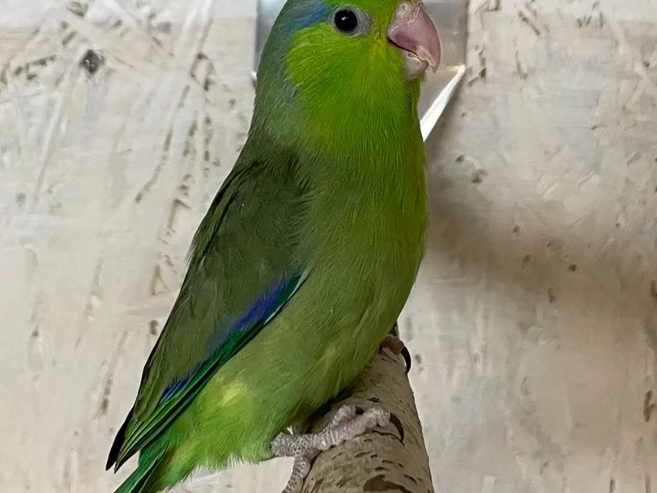 Billede 1 - Lessons spurvepapegøje