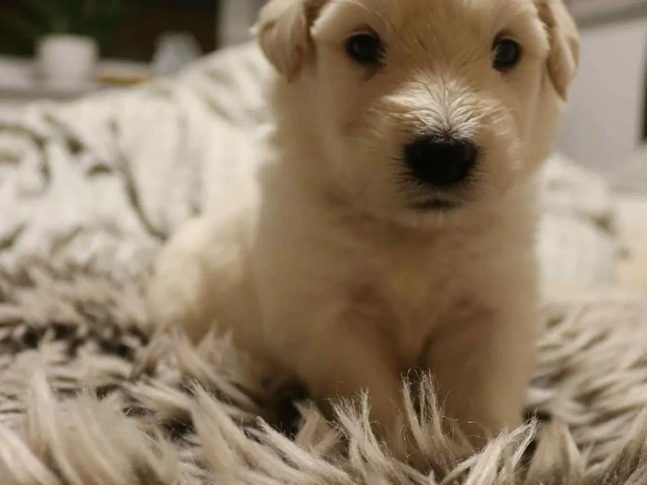 Billede 5 - Golden Doodle & Alaskan Malamute Hvalpe