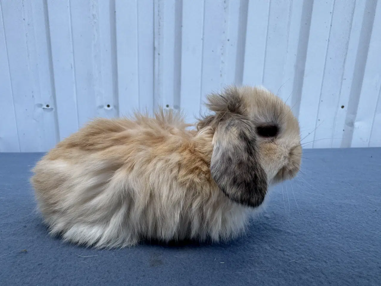 Billede 5 - Dværgvædder/Mini lop hunkanin 