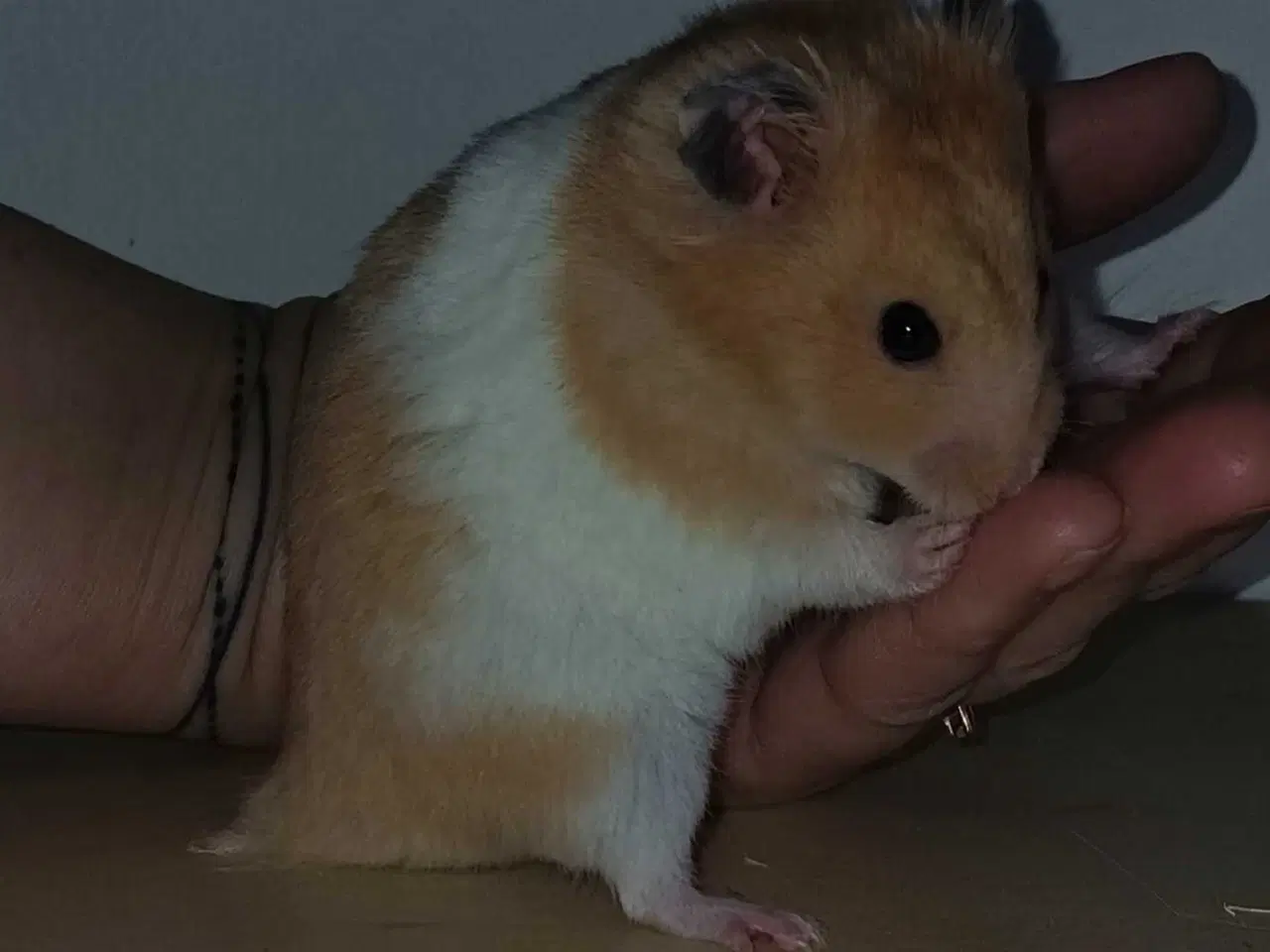 Billede 15 - Guldhamster unger