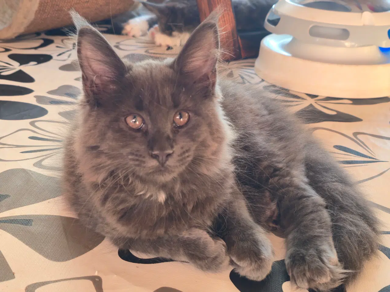 Billede 2 - Sød, stor pige.