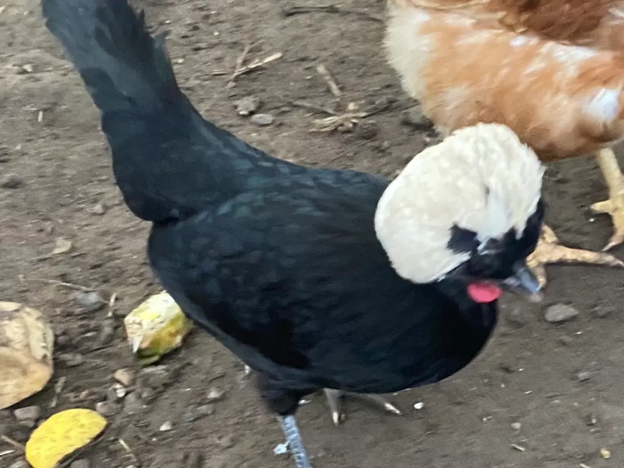 Billede 4 - 4 toppede hollændere høns