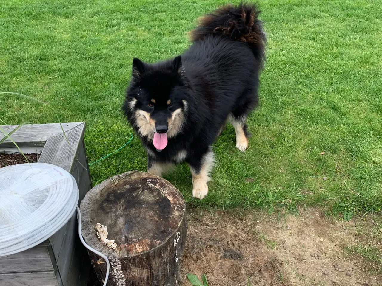 Billede 1 - Finsk lapphund/Islandsk fårehunde- hvalpe