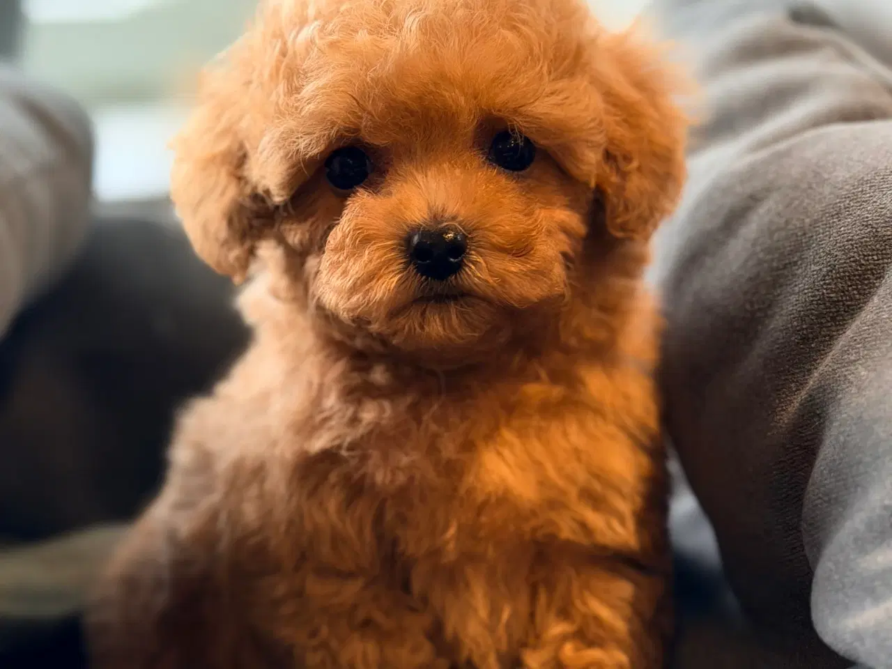 Billede 2 - Maltipoo F1B dreng