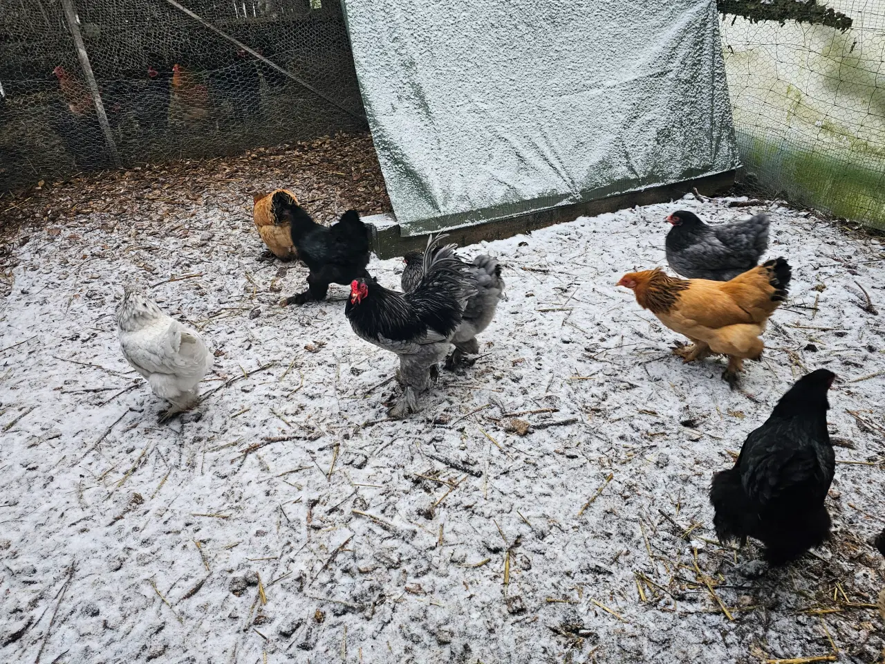 Billede 4 - Dværg Brahma forskellige stammer